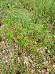 Amaranthus australis