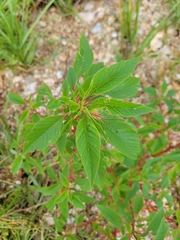 Amaranthus australis