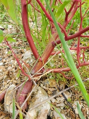 Amaranthus australis