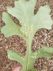 Phylloteras volutellae