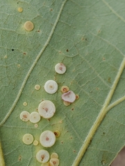 Phylloteras volutellae