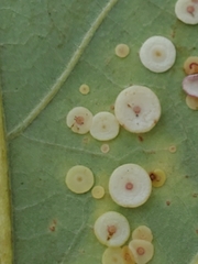 Phylloteras volutellae