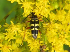 Typocerus sparsus
