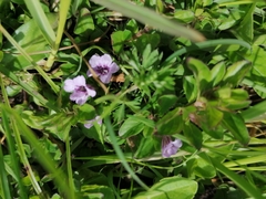 Dyschoriste microphylla