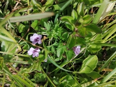 Dyschoriste microphylla