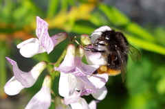 Bombus wurflenii