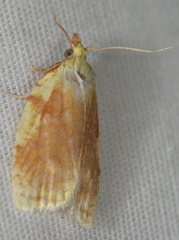 Cenopis niveana