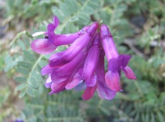 Vicia alpestris