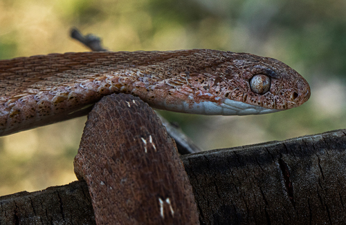 Photo of a East African Egg Eater (Dasypeltis medici)