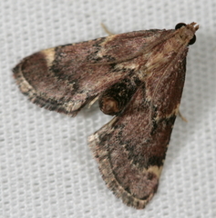 Hypsopygia intermedialis