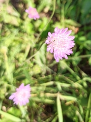 Knautia arvensis