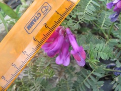 Vicia alpestris