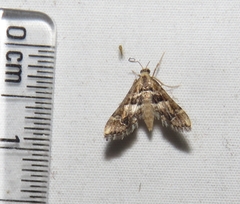 Diasemia