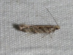 Aristotelia pudibundella