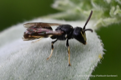 Hylaeus mesillae cressoni