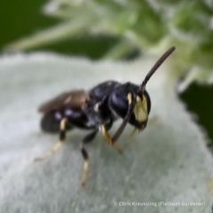 Hylaeus mesillae cressoni