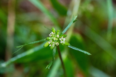 Chaerophyllum involucratum