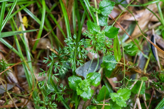 Chaerophyllum involucratum
