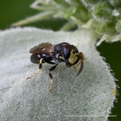 Hylaeus mesillae cressoni