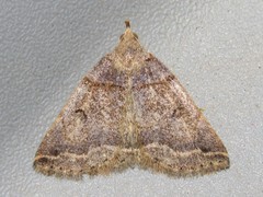 Zanclognatha laevigata