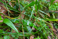 Chaerophyllum involucratum