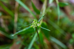 Chaerophyllum involucratum