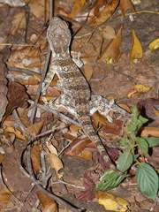 Blaesodactylus antongilensis