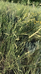Agropyron desertorum
