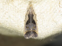 Dichomeris bilobella