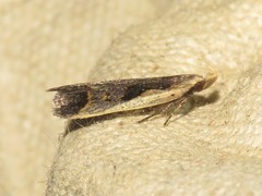 Dichomeris bilobella