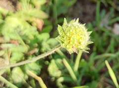Knautia arvensis