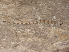 Blaesodactylus antongilensis