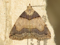 Zanclognatha laevigata