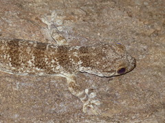 Blaesodactylus antongilensis