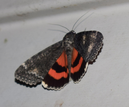 Briseis Underwing Moth photo 3