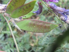 Vicia alpestris