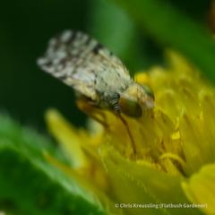 Dioxyna picciola