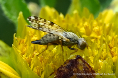 Dioxyna picciola