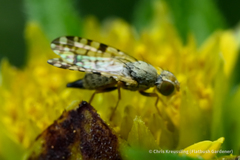 Dioxyna picciola