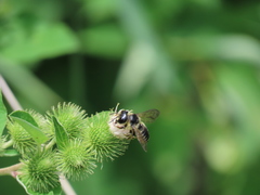 Megachile inermis