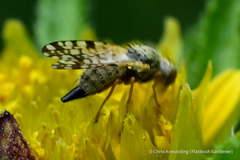 Dioxyna picciola
