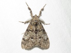 Dasychira plagiata