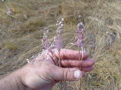 Allium praescissum