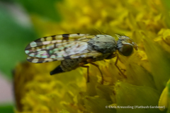 Dioxyna picciola