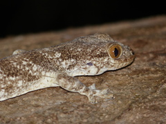 Blaesodactylus antongilensis