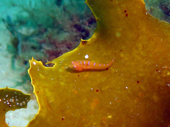 Cochleoceps orientalis