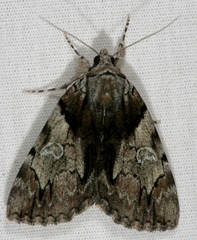 Catocala crataegi
