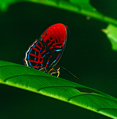 Paralaxita orphna