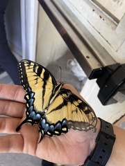 Papilio glaucus image