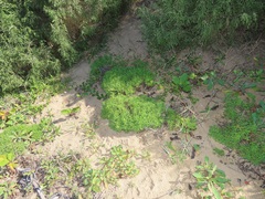Helichrysum asperum comosum